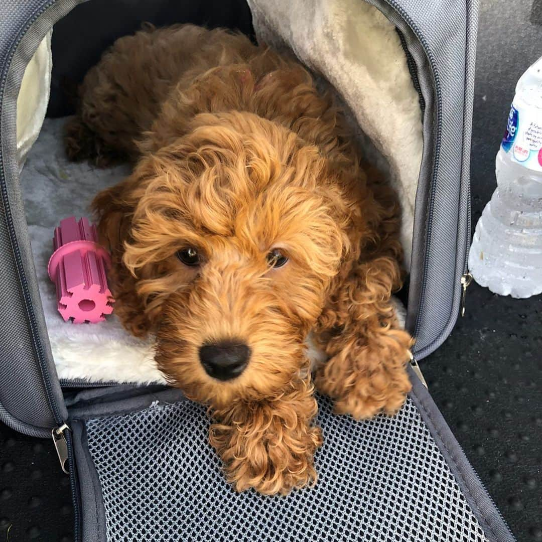 モーガン・プレッセルさんのインスタグラム写真 - (モーガン・プレッセルInstagram)「Happy first birthday to our sweet baby Zoe!! 💗 She is the most wonderful pup and the best companion, always up for an adventure! I am the luckiest fur mama on the planet!! 🐾」5月15日 19時54分 - mpressel