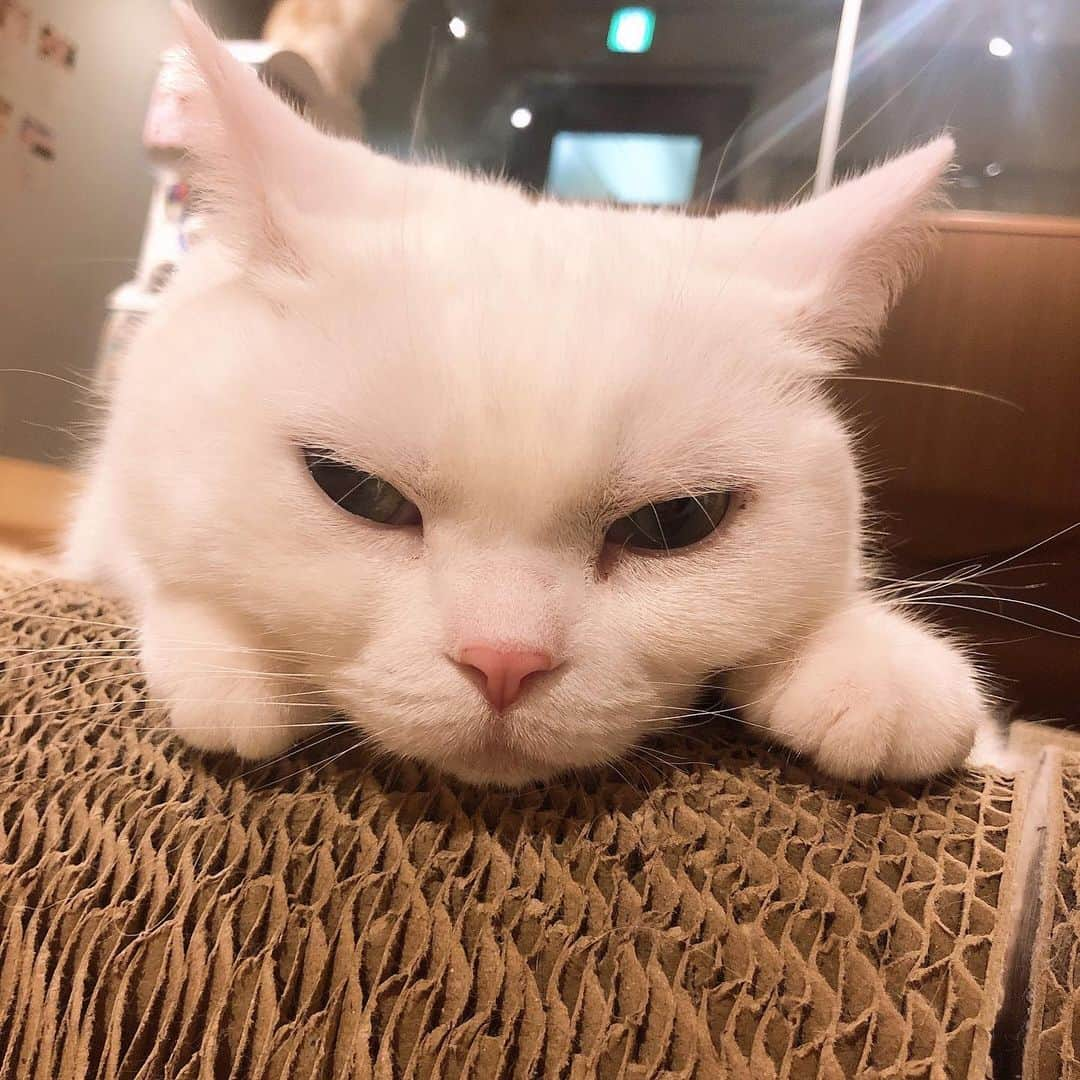 サラさんのインスタグラム写真 - (サラInstagram)「スカートの中が好きってプロフィールに書いてあった🐈」5月15日 20時08分 - sara_parin