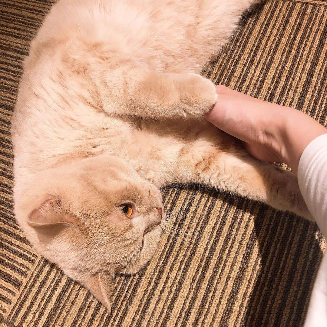 サラさんのインスタグラム写真 - (サラInstagram)「スカートの中が好きってプロフィールに書いてあった🐈」5月15日 20時08分 - sara_parin