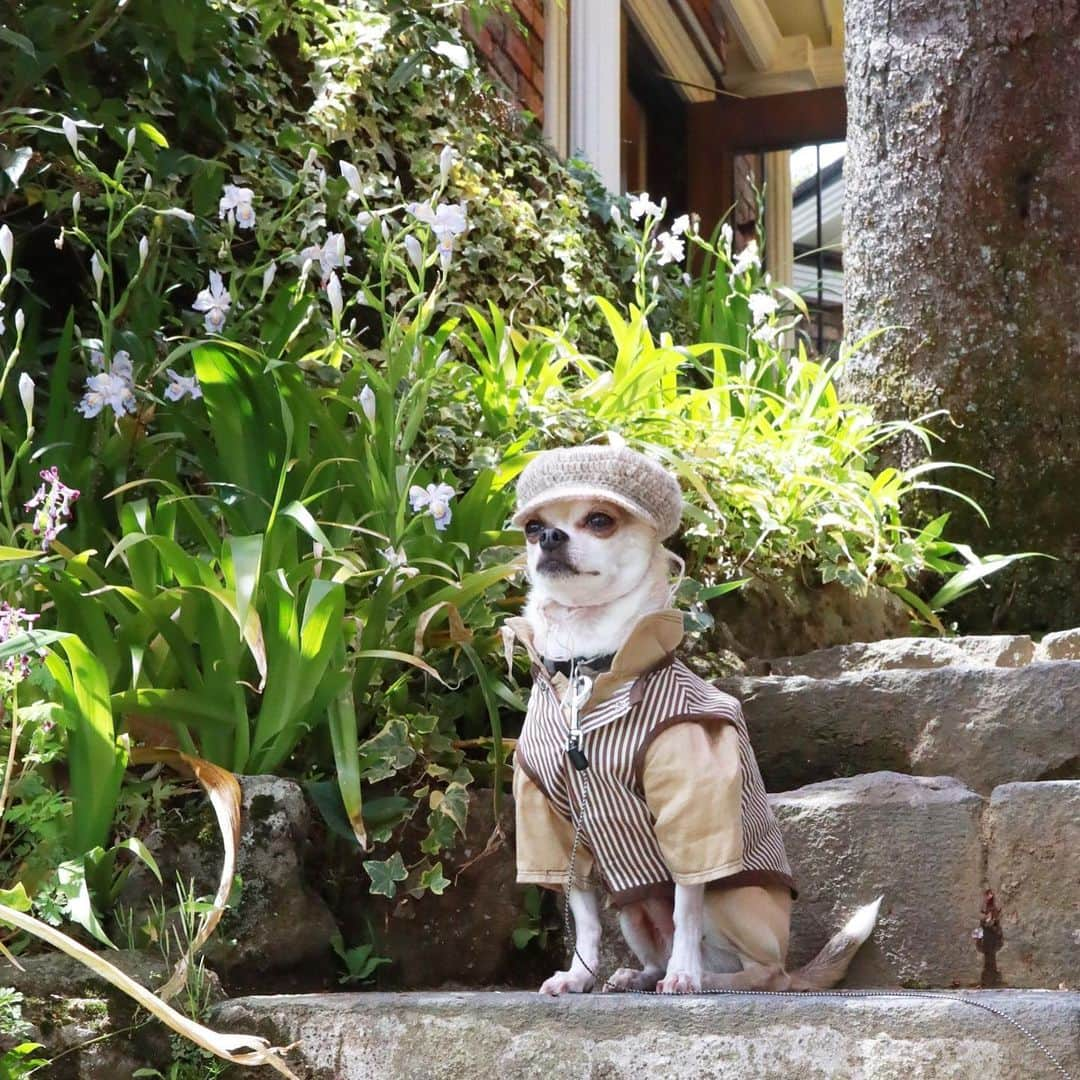 紋次郎さんのインスタグラム写真 - (紋次郎Instagram)「Happy Thursday 😊 2枚目:飼主隠れきれてないし🤣🤣 あと二日！ 今週は長い… 今週末は三社祭いくで！  #dog#dogstagram#instadog#chihuahua#barkbox#mydogiscutest#buzzfeed#dog_features#fluffypack#barkpack#dogsofinstaworld#dogsofinstagram#犬#チワワ#手作り#handmade#着物#fashion#紋次郎一家#チーム茶#ふわもこ部#igersjp#peco犬部#dogsofinstagram#dogfashion#excellent_dogs」5月16日 7時16分 - montjiro