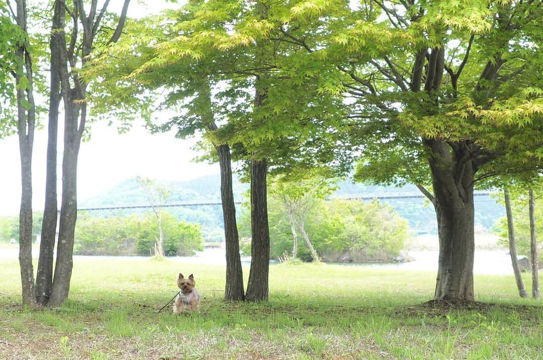 Rubyさんのインスタグラム写真 - (RubyInstagram)「Good morning😊 my human is on vacay and may not be able to post everyday due to the time difference. I am staying with my grandparents and spoiled 🐶💕 おはようございます☀ ルビーママは休養の旅でエネルギーチャージをしてきます。アカウントを作ってから海外出張や旅行時も日本時間で1日一枚アップしていましたが、今回はじっくり休みたいので気ままにルビーの日常をアップします。 ルビーは実家に留学しています。 写真はゴールデンウィーク中に行った宮ヶ瀬です。外国の湖畔みたいでしょ？ #yorkie #ヨーキー #yorkshireterrier #ヨークシャテリア」5月16日 5時50分 - ruby_the_yorkie