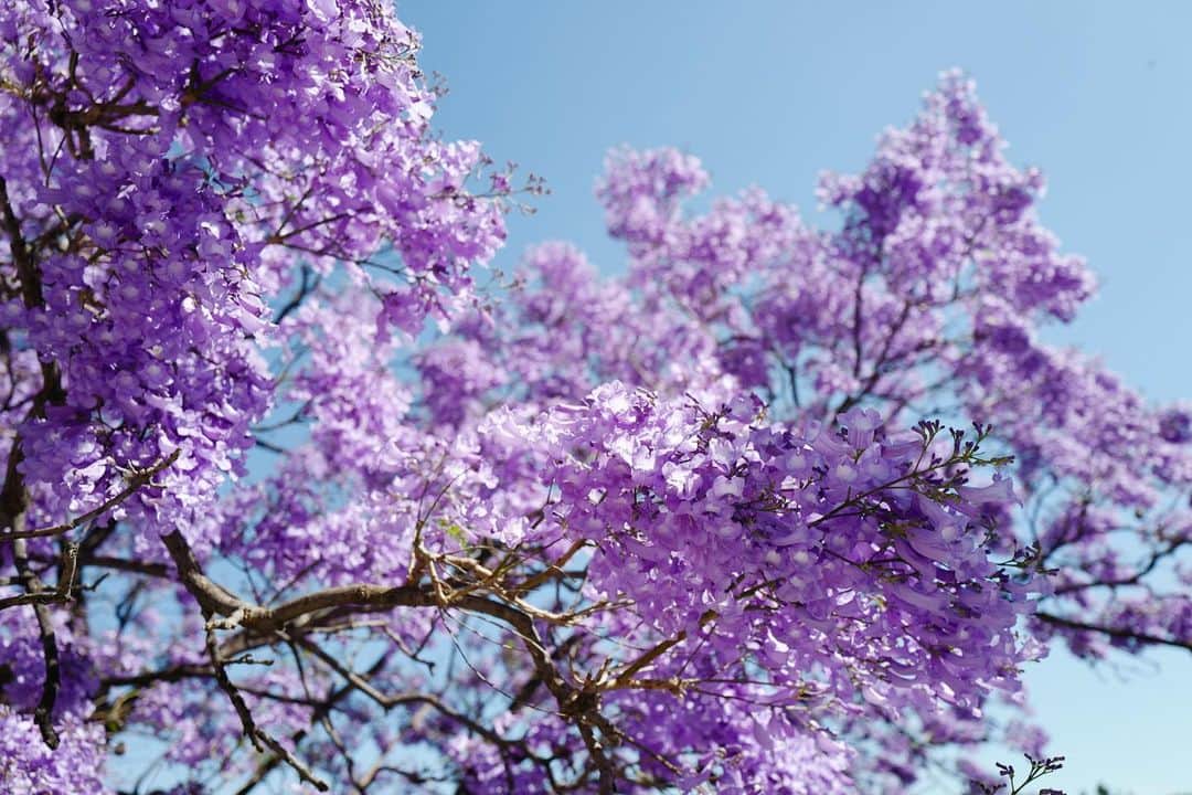 行方 久子 Hisako Namekataさんのインスタグラム写真 - (行方 久子 Hisako NamekataInstagram)「#hisakotravel  マラガのあちらこちらで見かけた美しい紫の花。 ジャカランダっていうらしい。」5月16日 6時01分 - hisakonamekata