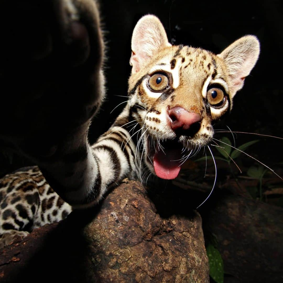 アニマルプラネットさんのインスタグラム写真 - (アニマルプラネットInstagram)「What's better than an ocelot selfie?! 📸: @mario_aldecoa, @bravewilderness . . . . . #animalsofinstagram #animalplanet #animaloftheday #wild #wildlife #outdoors #animals #wildanimals #conservation #nature #animallovers #instanature #wildgeography  #ocelot #cute #selfie #cat #coyotebrave」5月16日 6時05分 - animalplanet