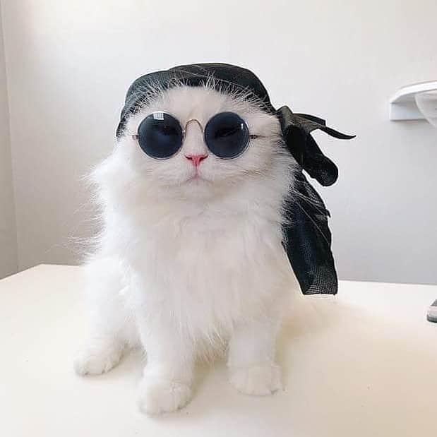 Cute Pets Dogs Catsさんのインスタグラム写真 - (Cute Pets Dogs CatsInstagram)「How cool I’m I 😎 😽😄❤️ 📩 Submit your cat's photo to our contest email to be featured💕 ⠀⠀⠀⠀⠀⠀⠀⠀⠀ Notification ON 💙 #kittens_of_world and follow us to be featured 😸 From: @we_love_cats_and_kittens  #chat #neko #gato #gatto #meow #kawaii #nature #pet #animal #instacat #instapet #mycat #catlover #cats #catofinstagram #catoftheday #catlover #catsagram #catlovers #cat_features #catlady #catlife #catlove #catsgram #cutecat」5月16日 6時09分 - dailycatclub