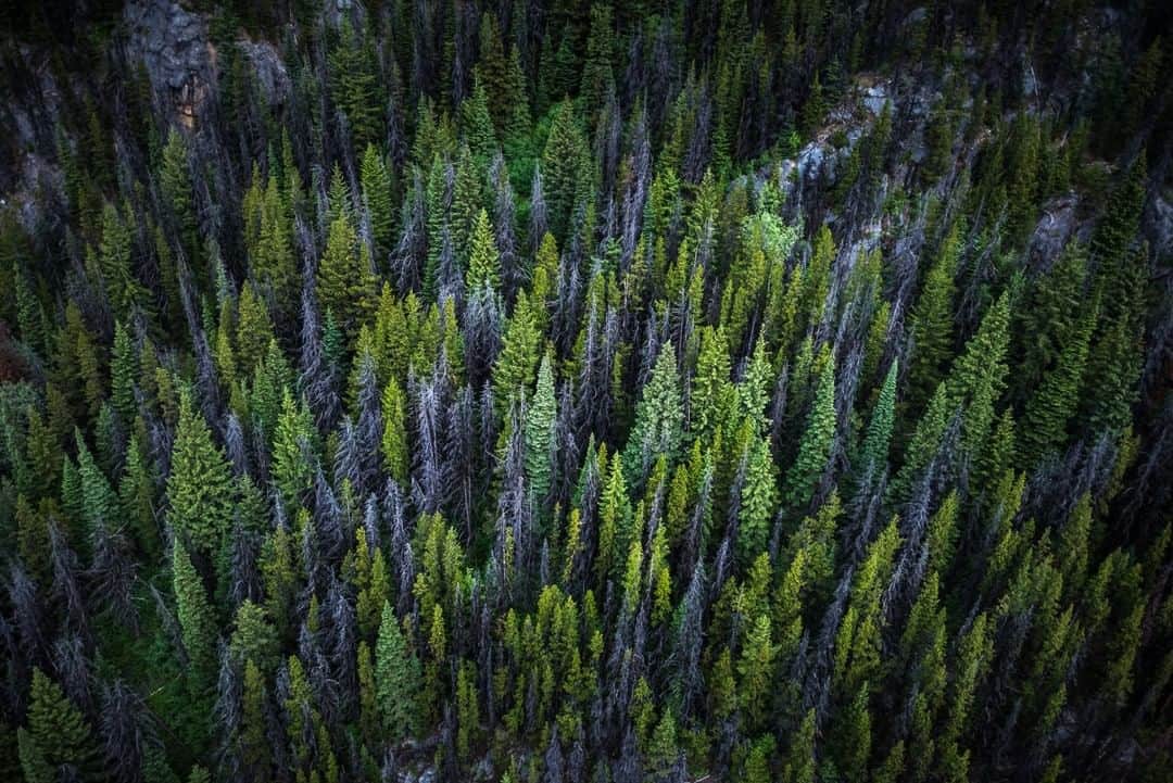 National Geographic Travelさんのインスタグラム写真 - (National Geographic TravelInstagram)「Photo by @michaelclarkphoto | A forest in the Canoe River valley as seen from a helicopter while flying out from the South Canoe Glacier in the Premier Range of British Columbia, Canada. #britishcolumbia #canoeriver #canada」5月16日 6時55分 - natgeotravel