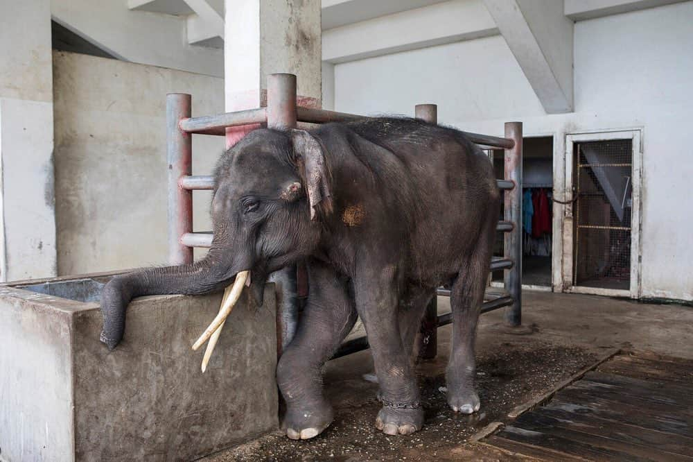 ナショナルジオグラフィックさんのインスタグラム写真 - (ナショナルジオグラフィックInstagram)「Photos by Kirsten Luce @kirstenluce | A four year-old male Asian elephant named Gluay Hom is found with a broken leg and open sores on his face underneath the stadium where other elephants perform at Samut Prakarn Crocodile Farm and Zoo outside of Bangkok, Thailand. Over the course of a month looking at the elephant tourism industry in Thailand, this was the single worst case of neglect that we witnessed.  Our translator went back in December to check on this young elephant. Six months later, he was still languishing in the same condition. We hope that he gets the veterinary care that he needs.  For the June 2019 issue of National Geographic, writer @natashaldaly and I traveled the world to learn about wildlife tourism and the suffering that goes on behind the scenes. Our intention is not to shame tourists who have had these encounters but to arm our readers with information that will help them identify potentially abusive situations for animals.  To learn more, read our story at natgeo.com/wildlifetourism and follow @world_animal_protection which works to raise awareness and help animals in the tourism industry.」5月15日 22時19分 - natgeo