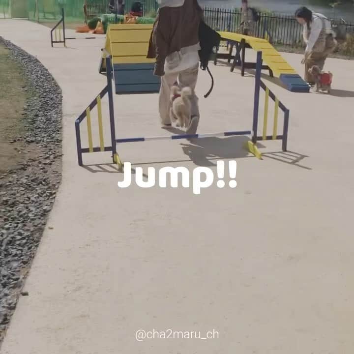 チャチャ丸のインスタグラム