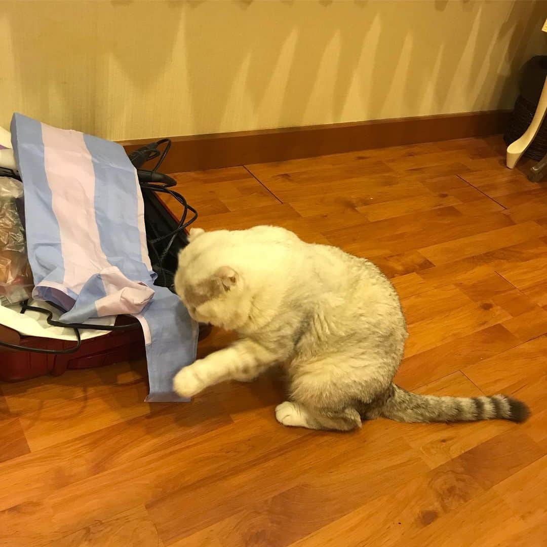Haruのインスタグラム：「Helping mum packing for a trip. #haruthecat #อยู่บ้านท่านอย่านิ่งดูดาย #อันนี้นิ่งก็ได้พี่ #จะจัดไม่เสร็จตรงมีพี่นี่แหละ」