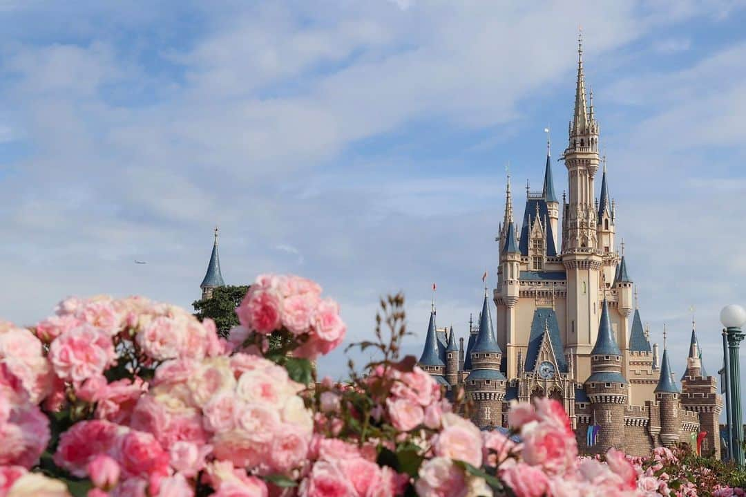 Hatamaさんのインスタグラム写真 - (HatamaInstagram)「＊ ＊  薔薇の季節がやってまいりました✨  #tokyodisneyresort #tokyodisneyland #disneygram #disney #rose #flower #cinderellacastle #sky #シンデレラ城 #薔薇 #バラ #青空 #春 #ディズニー好き #ディズニー好きな人と仲良くなりたい #ディズニー好きな人と繋がりたい #カメラ女子 #ディズニー女子 #前ボケ」5月15日 22時23分 - hatama_1118