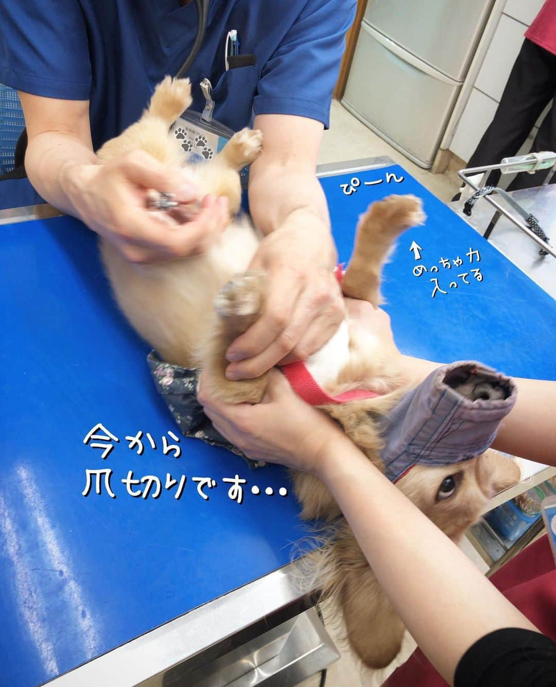 チズさんのインスタグラム写真 - (チズInstagram)「赤ちゃん🐶の時から お世話になってる病院🏥に チックン💉（狂犬病と血液検査） しに行きました😗 優しい先生に看護師さん いつも親切にしてもらい感謝❤️ #愛されキャラ です💕と 言ってもらえて嬉しいねっ✨☺️ #注射 より #爪切り が嫌らしい… #変わった子 🐶 #Mダックス #MiniatureDachshund #ミニチュアダックス #ミニチュアダックスフンド #ミニチュアダックスクリーム #愛犬#カニンヘンクリーム #カニンヘンダックス #カニンヘンダックスフンド #犬なしでは生きていけません#愛しのわんこ #癒し犬#ダックス13歳 #愛犬バカ #関西ダックス#短足犬 #短足部 #シニア犬#親父犬#犬は家族 #インスタでわんこみるのが日課 ♡♡♡♡」5月15日 22時27分 - sqi.chizu