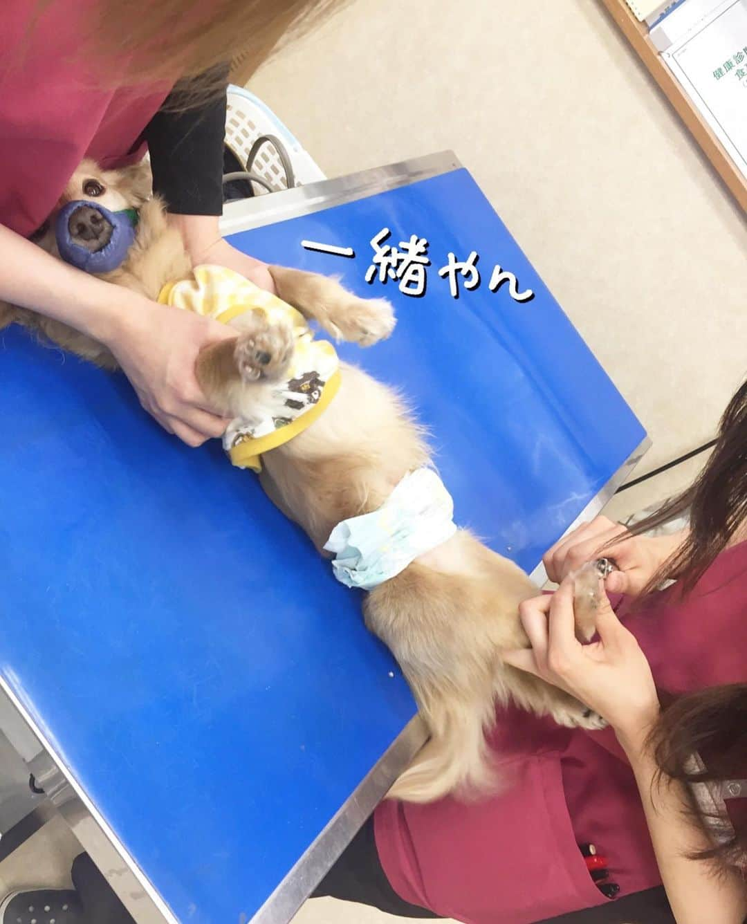 チズさんのインスタグラム写真 - (チズInstagram)「赤ちゃん🐶の時から お世話になってる病院🏥に チックン💉（狂犬病と血液検査） しに行きました😗 優しい先生に看護師さん いつも親切にしてもらい感謝❤️ #愛されキャラ です💕と 言ってもらえて嬉しいねっ✨☺️ #注射 より #爪切り が嫌らしい… #変わった子 🐶 #Mダックス #MiniatureDachshund #ミニチュアダックス #ミニチュアダックスフンド #ミニチュアダックスクリーム #愛犬#カニンヘンクリーム #カニンヘンダックス #カニンヘンダックスフンド #犬なしでは生きていけません#愛しのわんこ #癒し犬#ダックス13歳 #愛犬バカ #関西ダックス#短足犬 #短足部 #シニア犬#親父犬#犬は家族 #インスタでわんこみるのが日課 ♡♡♡♡」5月15日 22時27分 - sqi.chizu