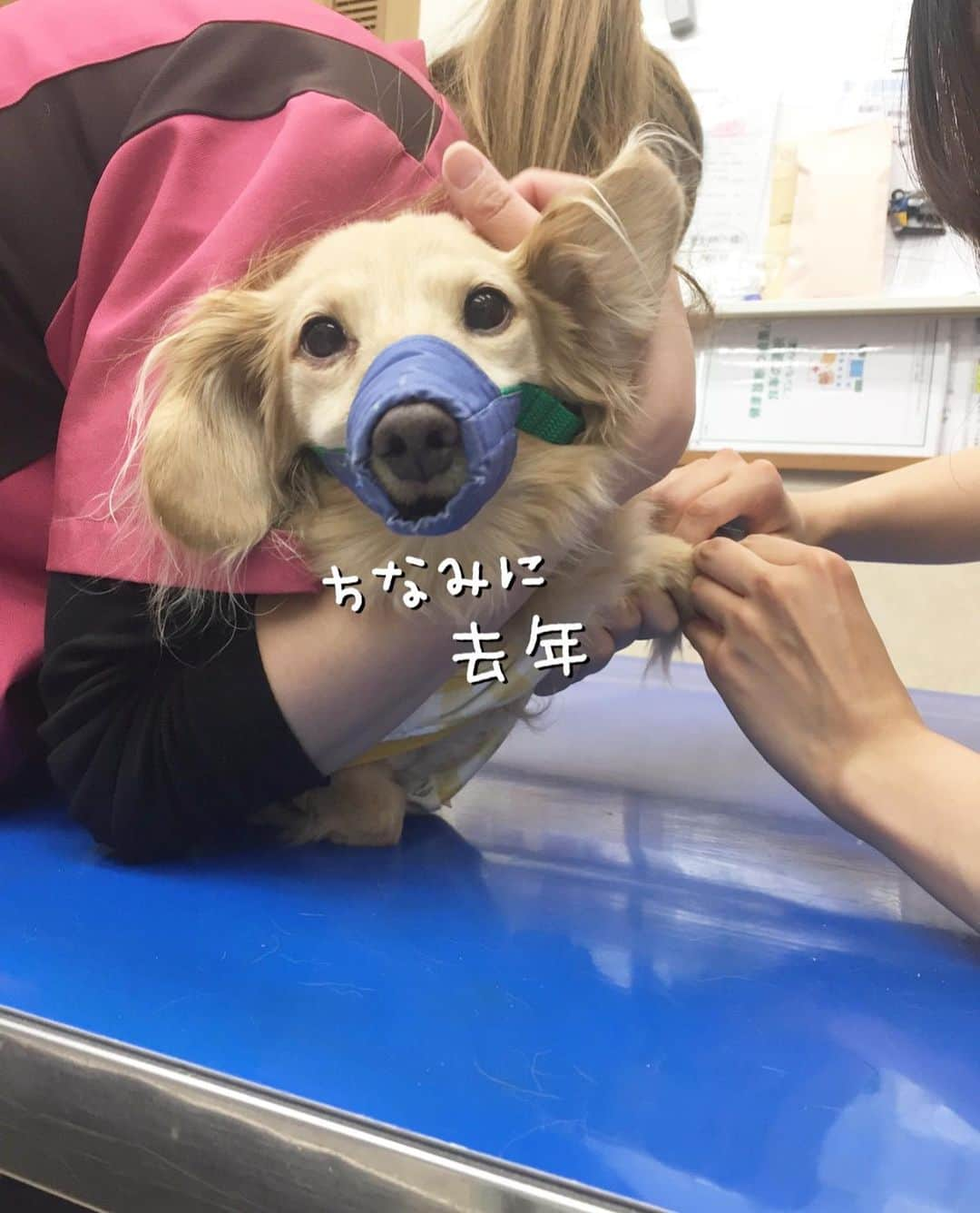 チズさんのインスタグラム写真 - (チズInstagram)「赤ちゃん🐶の時から お世話になってる病院🏥に チックン💉（狂犬病と血液検査） しに行きました😗 優しい先生に看護師さん いつも親切にしてもらい感謝❤️ #愛されキャラ です💕と 言ってもらえて嬉しいねっ✨☺️ #注射 より #爪切り が嫌らしい… #変わった子 🐶 #Mダックス #MiniatureDachshund #ミニチュアダックス #ミニチュアダックスフンド #ミニチュアダックスクリーム #愛犬#カニンヘンクリーム #カニンヘンダックス #カニンヘンダックスフンド #犬なしでは生きていけません#愛しのわんこ #癒し犬#ダックス13歳 #愛犬バカ #関西ダックス#短足犬 #短足部 #シニア犬#親父犬#犬は家族 #インスタでわんこみるのが日課 ♡♡♡♡」5月15日 22時27分 - sqi.chizu