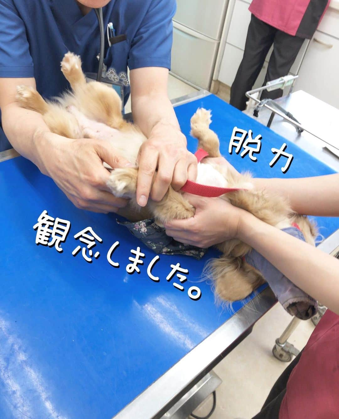 チズさんのインスタグラム写真 - (チズInstagram)「赤ちゃん🐶の時から お世話になってる病院🏥に チックン💉（狂犬病と血液検査） しに行きました😗 優しい先生に看護師さん いつも親切にしてもらい感謝❤️ #愛されキャラ です💕と 言ってもらえて嬉しいねっ✨☺️ #注射 より #爪切り が嫌らしい… #変わった子 🐶 #Mダックス #MiniatureDachshund #ミニチュアダックス #ミニチュアダックスフンド #ミニチュアダックスクリーム #愛犬#カニンヘンクリーム #カニンヘンダックス #カニンヘンダックスフンド #犬なしでは生きていけません#愛しのわんこ #癒し犬#ダックス13歳 #愛犬バカ #関西ダックス#短足犬 #短足部 #シニア犬#親父犬#犬は家族 #インスタでわんこみるのが日課 ♡♡♡♡」5月15日 22時27分 - sqi.chizu