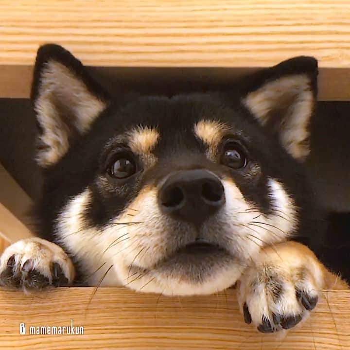 まめ丸のインスタグラム：「* * ソファの下でパパが帰ってくるの まってるよ🐶💓 --------------------------------- このあとの展開をブログにかいたよ🐶 プロフィールのURLかストーリーからみてね🍀 * hide-and-seek♪ I hid under the sofa🐶💓 --------------------------------- I updated my blog🐶💓 The URL is in my profile. Please visit it if you have time❣️ * #最後お耳が🐶💓 #今日のパパ待ち シリーズ #ソファの下のまめ丸 シリーズ * #柴犬#豆柴#柴#黒柴#犬#ふわもこ部#いぬのきもち部#shiba#shibainu#shibastagram#shibadog#puppy#instadog#dogstagram#dog#instashiba#petstagram#pet#cutepetclub#강아지#멍스타그램#doglover#ilovemydog#weeklyfluff#まめ丸かくれんぼ」