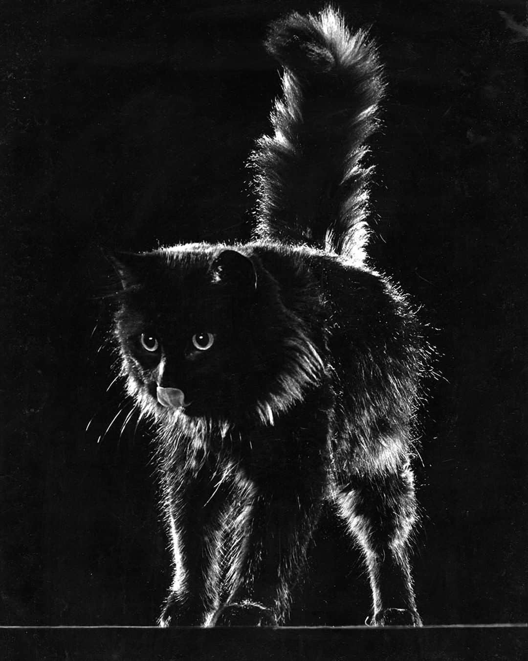 lifeさんのインスタグラム写真 - (lifeInstagram)「A portrait of LIFE photographer Gjon Mili's cat, Blackie, 1943. (Gjon Mili—The LIFE Picture Collection/Getty Images) #wildLIFEwednesday #blackcats #catsofinstagram」5月15日 22時39分 - life