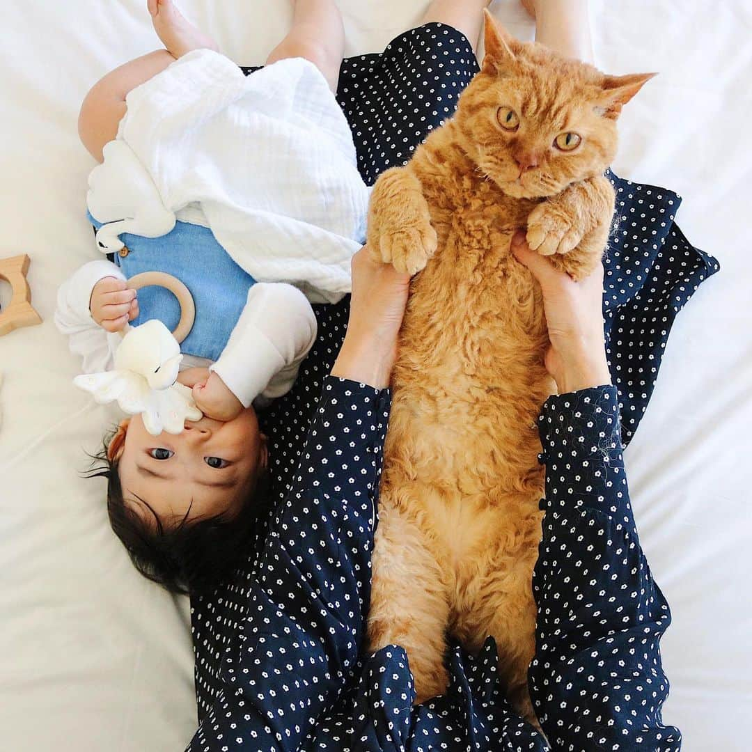 ギネス & ピムスさんのインスタグラム写真 - (ギネス & ピムスInstagram)「15/05/2019 Happy Wednesday! ・ Happy moments. Nagi kindly offers the prime spot over the knees to his elder brothers. Have a fantastic day everyone! ・ ・ 最近カメラ目線の多いピム丸。 王子よりも1枚目を飾りがち。笑 アングルを反転するだけで また違う印象に！ 凪くんとギネピムのお世話だけで 今月も半分過ぎてしまった…笑 誰か褒めて🤣 ・ ・ #RINAGUINNESS  #RINAPIMMS #ギネスくん #ピムスくん #ギネピムと凪くん  #5monthsold #babyboy #男の子ベビー #赤ちゃんのいる生活 #赤ちゃんのいる暮らし #赤ちゃんと猫」5月15日 22時40分 - rina_takei