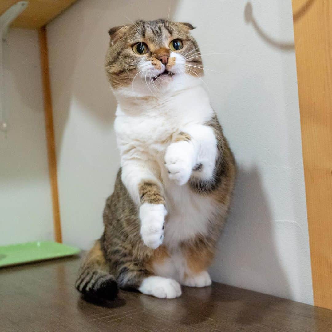 マアルのインスタグラム：「春風ちゃん🐈 #猫好きさんと繋がりたい #北海道 #旭川 #ペットホテル」