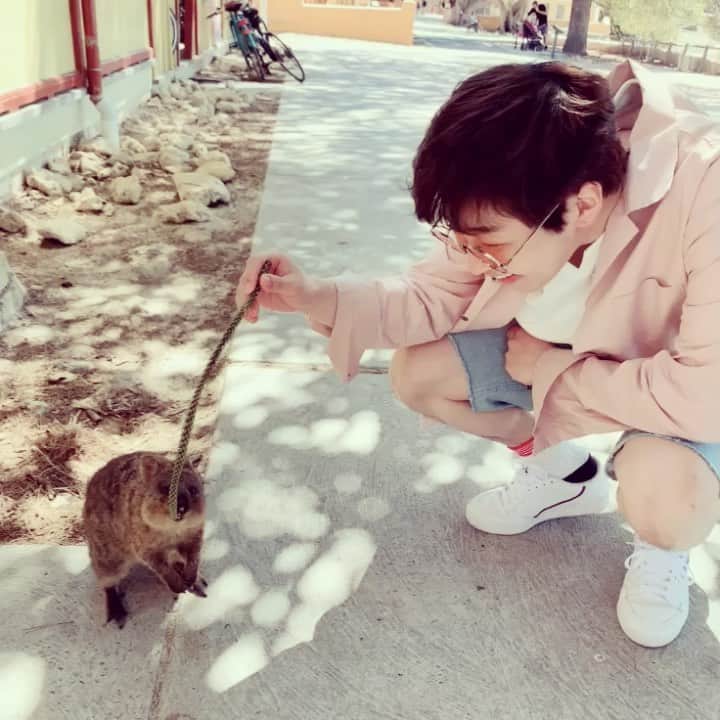 DINDINのインスタグラム：「처음에 나 무시하던 쿼카.... 존귀탱...💕 #딘딘 #추임새 #자메즈 #서호주 #죽네투어 #오픈 #쿼카 #존귀탱」
