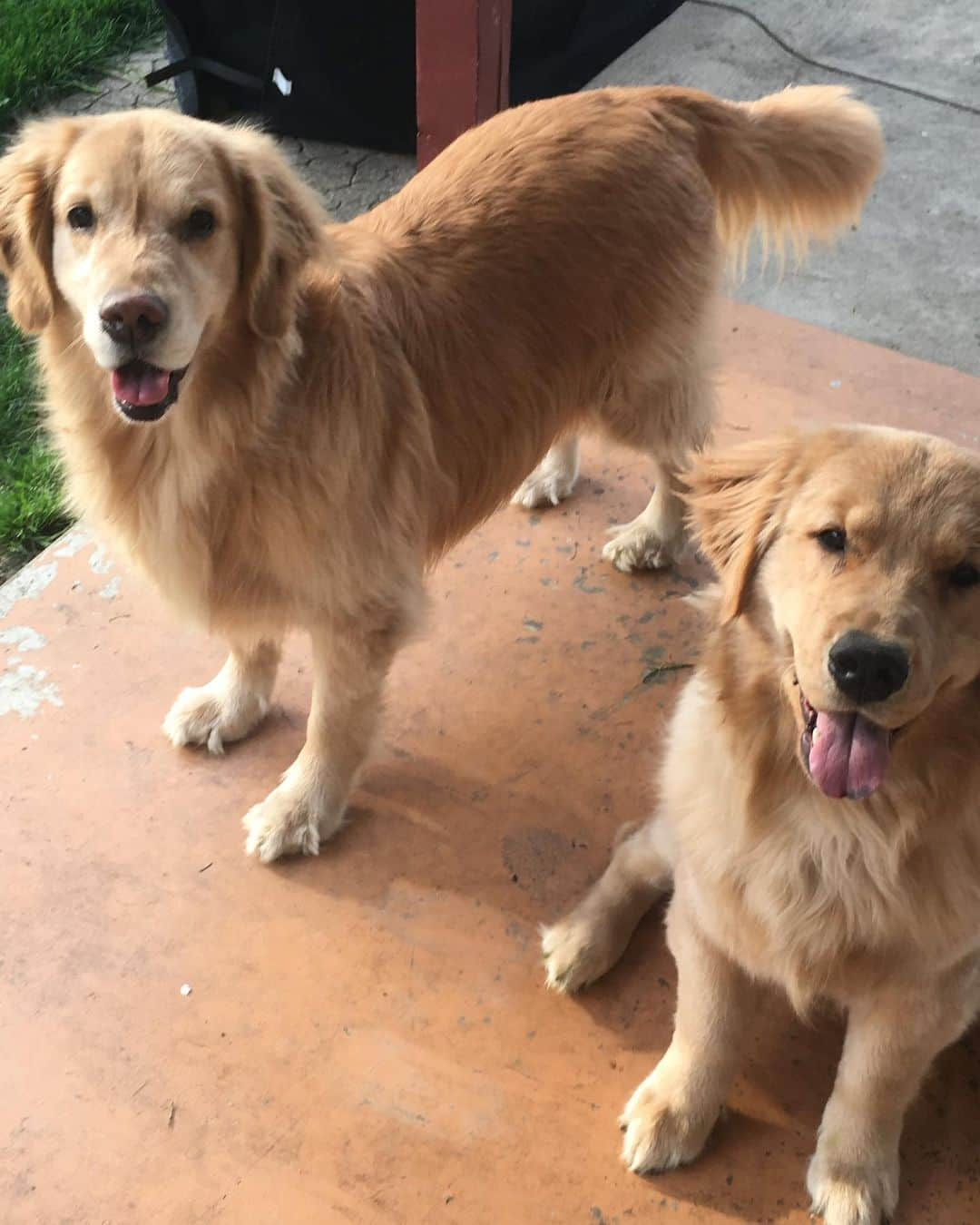 モヒートさんのインスタグラム写真 - (モヒートInstagram)「Finally getting some ☀️ here in Cleveland...it’s about time! ------------------------------- #goldensofig #goldenretriever  #goldenretrieversofinstagram #betterwithpets #dogsofig  #dogsofinstagram #fluffypack #gloriousgoldens #welovegoldens #ilovemydog #goldenlife #bestwoof #ProPlanDog #ilovegolden_retrievers #mydogiscutest #retrieversgram #dogsofcle」5月15日 23時12分 - mojito_rose_family