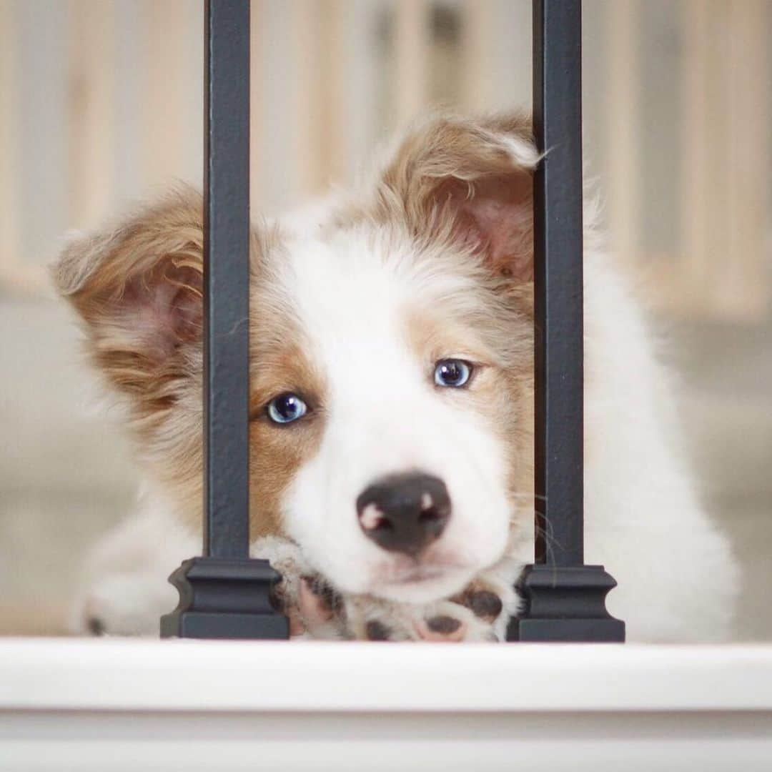 Jazzy Cooper Fostersさんのインスタグラム写真 - (Jazzy Cooper FostersInstagram)「BB and Phoebs in the same spot on their first week with us.  Though shy at first, Phoebe is a balanced and happy puppy. 😲 I usually end up with more challenging ones so I’m not used to this. 😁 BB as a pup, on the other hand, was so lost in her own little world. But look how much she has changed, especially her eyes. They are so much more present, alert and beautiful. 👁✨」5月15日 23時08分 - bordernerd