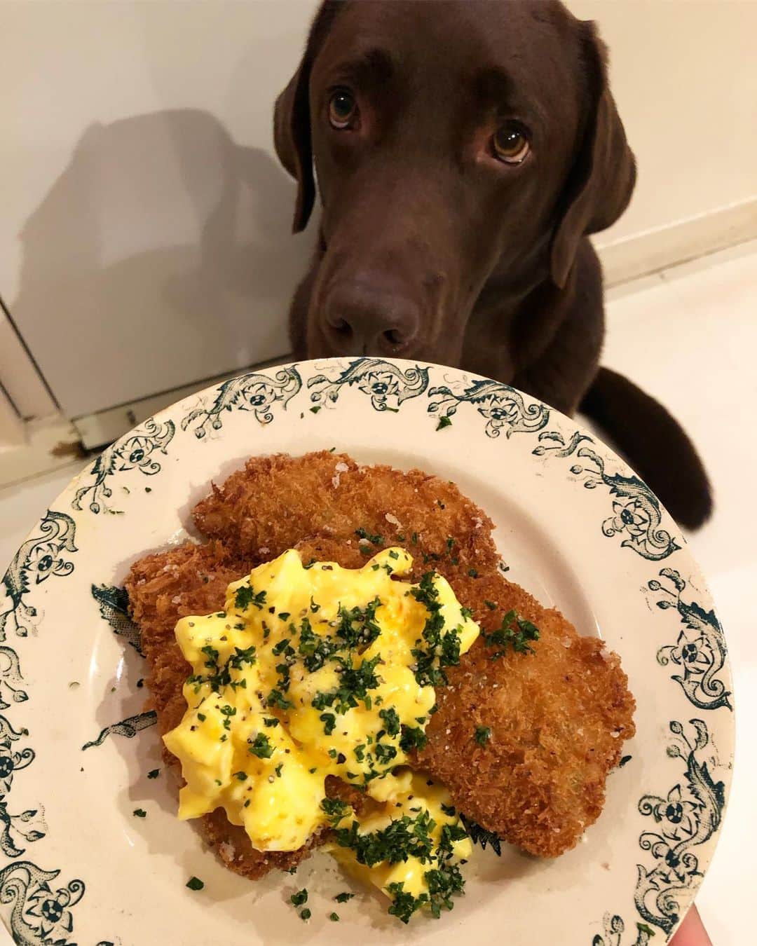 のインスタグラム：「真夜中の定食屋さん あじフライ待ちの常連さんおひとり この方、雨の日も風の日もいつでもずーっと待ってる」