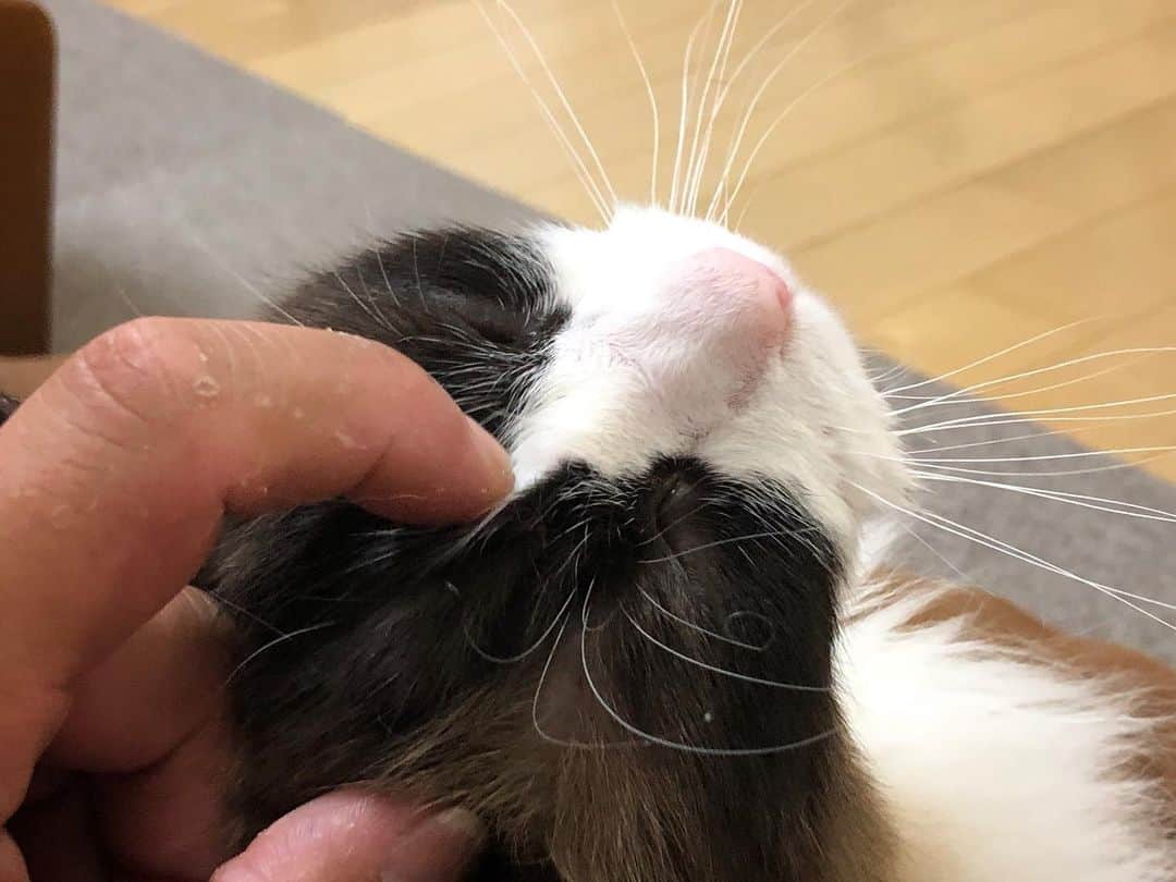 ホタテ＆クラム＆シラスのインスタグラム：「ごろごろごろ #cat #neko #ragdoll #猫 #ねこ #ラグドール #catstagram #instagram #instagramjapan #ig_japan #igersjp」
