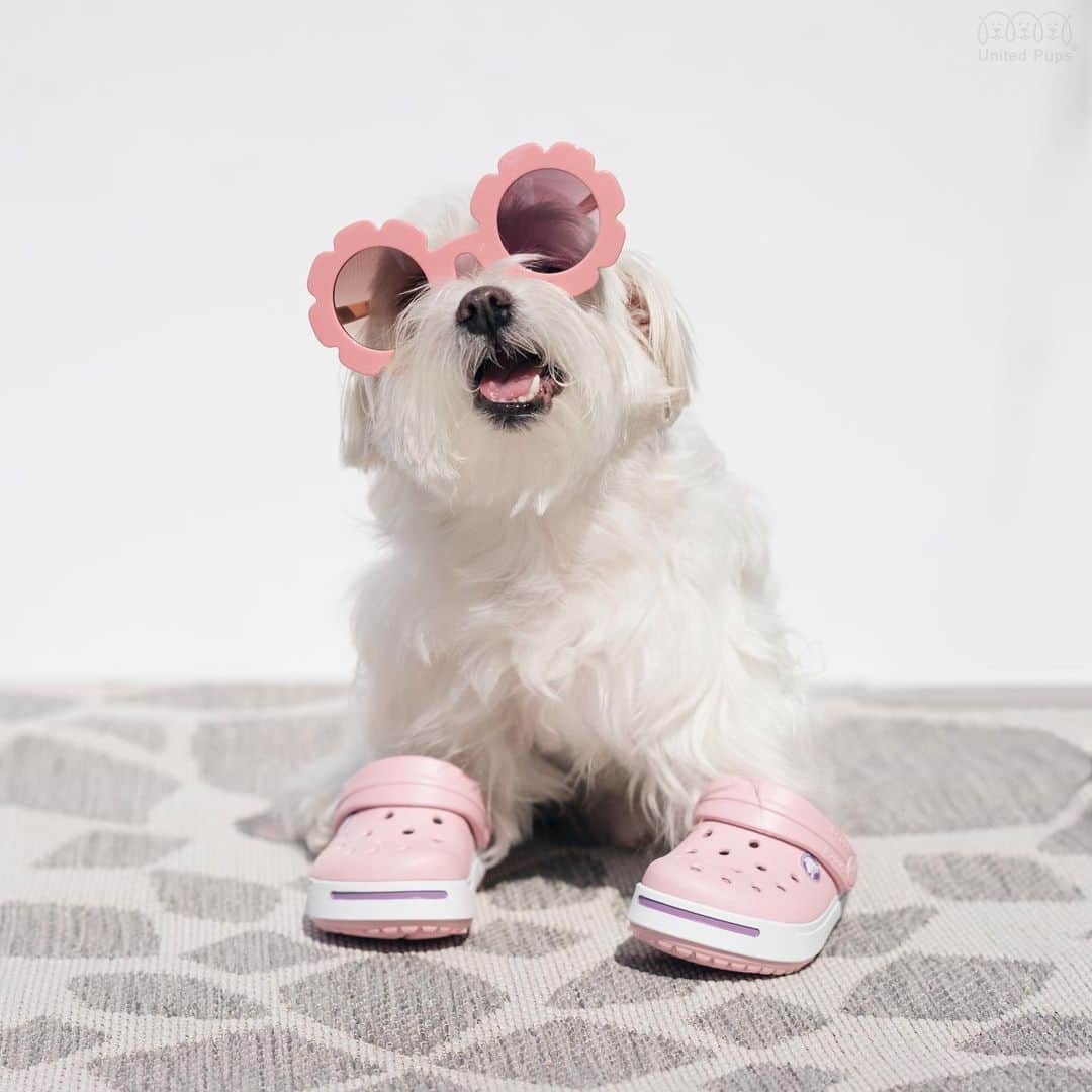 hi.arodさんのインスタグラム写真 - (hi.arodInstagram)「Here ya go...Mr. Pink today! 🌸😲🌸 ・・・・ #pink #pinkday #pinky #pinkypinky #pinkaesthetic #pinkpinkpink #dayofpink #instapink #pinkeverything #crocs #pinkcrocs #crocskids #pinksunglasses #dogwithsunglasses #daisysunglasses #sunnies #pinkdaisy #myshades #mysunglasses #shades #pinkshades #doginsta #dogstyler#dogstyle🐶 #dallastx  #texasdog #dogslife#hiarod #arod #maltese」5月15日 23時21分 - hi.arod
