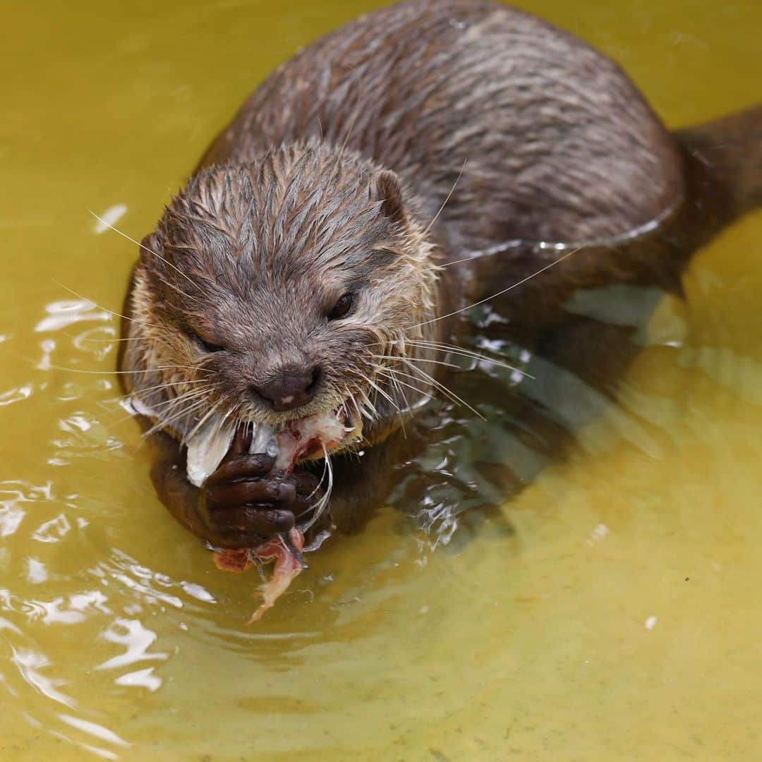 Zoological Wildlife Foundationさんのインスタグラム写真 - (Zoological Wildlife FoundationInstagram)「Otters really enjoy eating their food 😊 ▶️ for more photos . #smallclawedotter #otter #conservation #zwfmiami #zwf」5月15日 23時22分 - zwfmiami