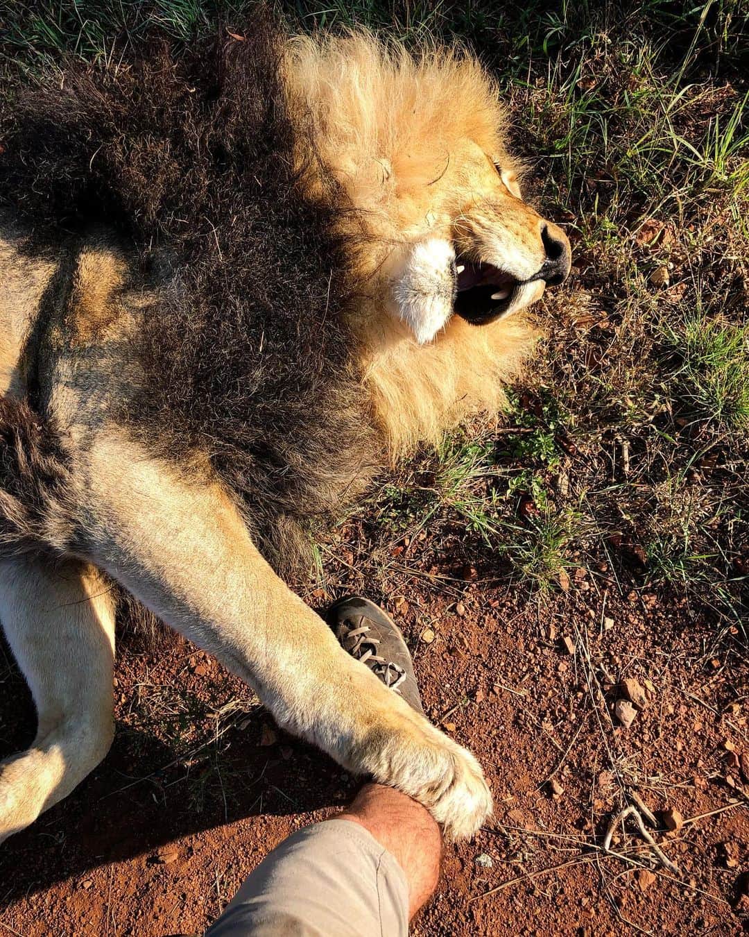 Kevin Richardson LionWhisperer さんのインスタグラム写真 - (Kevin Richardson LionWhisperer Instagram)「I asked Bongani, ‘what does the lion say to his friends before they go out hunting for food? ......Let us prey.' This was his reaction! 😊 🐾 🦁  #lionhumour #lion #africanlion」5月15日 23時30分 - lionwhisperersa