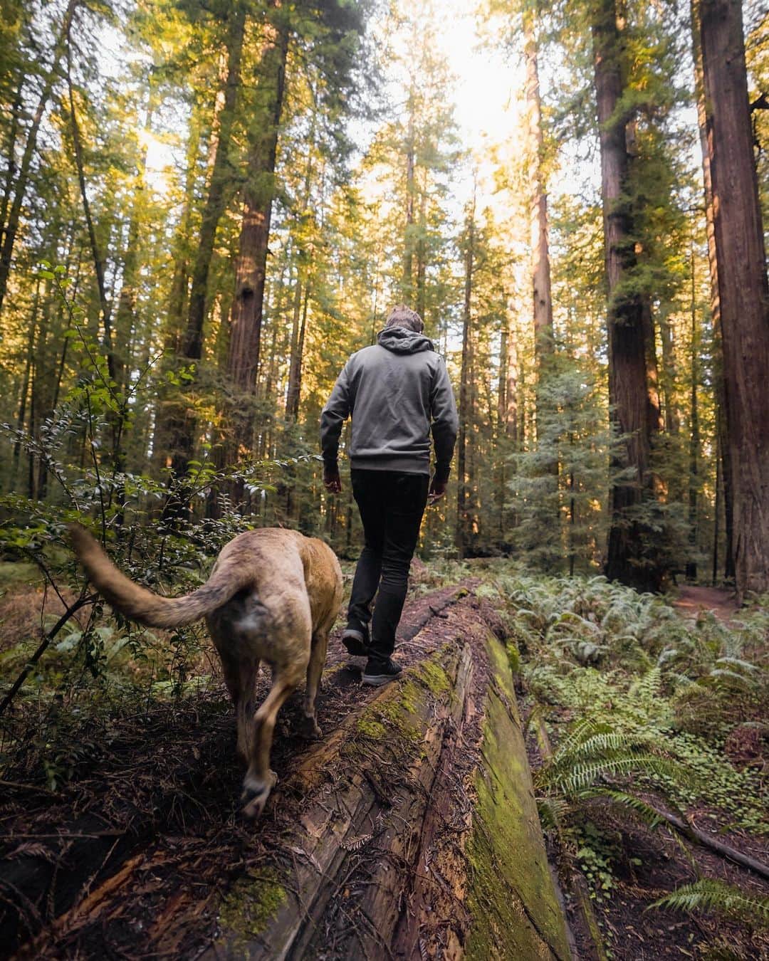 コロンビアさんのインスタグラム写真 - (コロンビアInstagram)「An adventurer's underfoot in the majestic Redwoods of Humboldt County.  Join @noel_russ, Jonnie and Lhotse as they take time to explore their local community.」5月15日 23時54分 - columbia1938