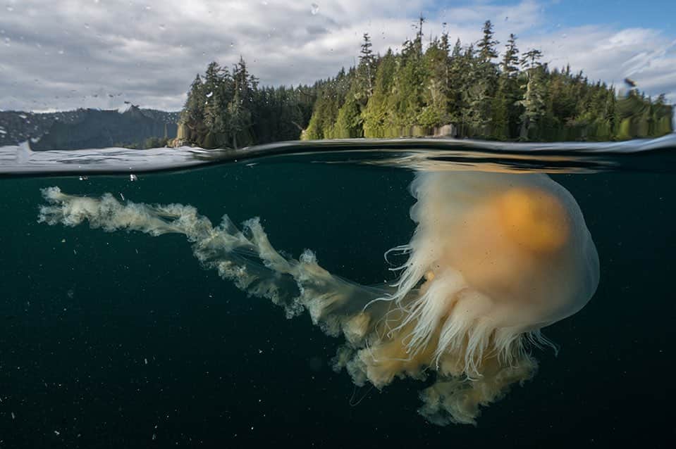のインスタグラム：「Photo by @cristinamittermeier | An egg-yolk jellyfish swims towards the surface near the Great Bear Rainforest, British Columbia, Canada. #Jellyfish #BritishColumbia #Underwater」