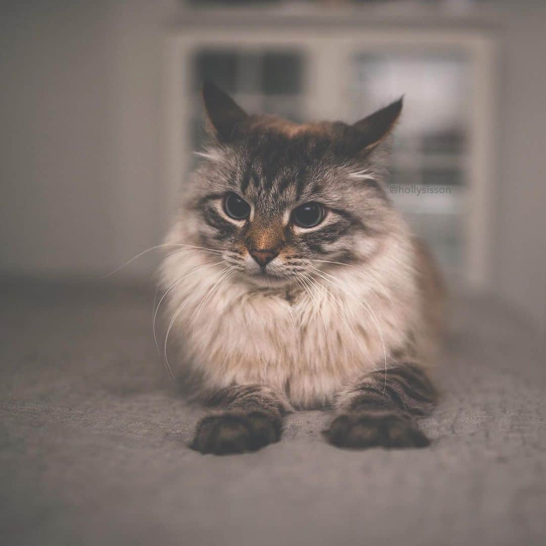 Holly Sissonのインスタグラム：「Danger Zone 😹 #cat #SiberianCat (See more of Alice, Finnegan, and Oliver, on @pitterpatterfurryfeet) ~ Canon 1D X MkII + 35 f1.4L @ f1.4 See my bio for full camera equipment information plus info on how I process my images. 😊」