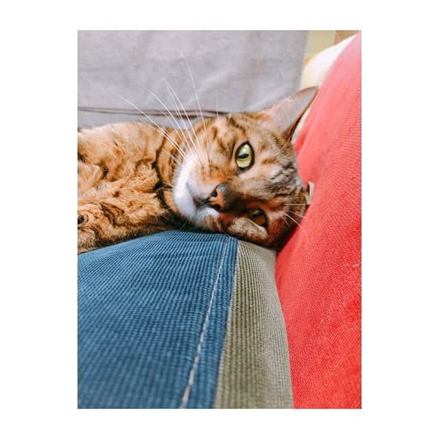 中島ヨシキさんのインスタグラム写真 - (中島ヨシキInstagram)「人間みたいな寝方する。#てとらbot」5月16日 0時21分 - yoshiki_n_626