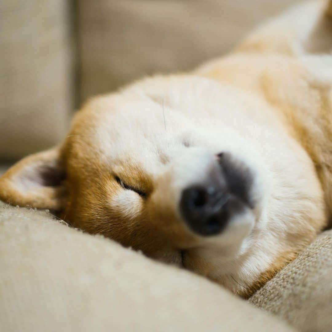 まる（まるたろう）さんのインスタグラム写真 - (まる（まるたろう）Instagram)「Good night!!✨🐶💤✨今日はソファーで寝ることに決めた #溝にお耳を挟むとズレないからね #色々考えてるのよ #こう見えて #天才でしょ」5月16日 0時24分 - marutaro