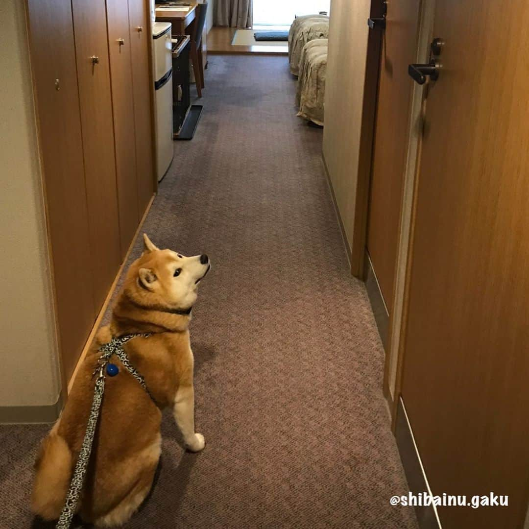 Kazumi-Gakumamaさんのインスタグラム写真 - (Kazumi-GakumamaInstagram)「香川県高松市中心街から車で一時間ほどの 塩江温泉(しおのえおんせん)♨️ *  少し奥まった、内場ダム湖の湖畔にあるリゾートホテル「ヴィラ塩江」に今年3月下旬、岳と一緒に宿泊しました‼︎ *  このヴィラ塩江は、目の前に湖が広がり、自然を満喫しながら温泉を楽しめます🧖‍♀️ *  ヴィラ塩江はペットと一緒に宿泊出来る専用フロアがあり、トイレシートや消臭剤はもちろん専用ケージも完備されています🐕 *  お部屋はとても清潔で匂いも全く気になりませんでした🏨 *  散歩から帰ると、ペット専用出入口には足洗い用水入りバケツ、足拭きタオルが‼︎ だから荷物も少なくてOK🙆‍♀️ *  女性に嬉しい選べる浴衣サービスもあります👘 *  一番感動したのは、お料理🍽 正直、こんな遠隔の地で最初全く期待してなかったのですが、どれもオシャレでしかもめちゃ旨👍 あまりの美味しさに感動しました➰😍 *  また違った季節に是非岳と訪れたいと思います(^^) *  ここおススメですよー！ *  写真&動画全部で10枚あり〼 スワイプしてね~☞Please swipe 🐾----*----*----*----🐾 I went to a hot spring hotel in Shikoku with my dog ​​Gaku🐕♨️🧖‍♀️ The food was delicious and very nice🍽👍😋 🐾----*----*----*----🐾 #柴犬 #岳 #柴犬岳 #柴犬ガク#gaku #shibainugaku #shiba #shibainu #shibastagram #pecoいぬ部 #ペコいぬ部  #pecotv #いぬすたぐらむ #ふわもこ部 #ワンフルエンサー #ハイパーリゾート#ヴィラ塩江 #ハイパーリゾートヴィラ塩江 #20190516」5月16日 0時36分 - shibainu.gaku