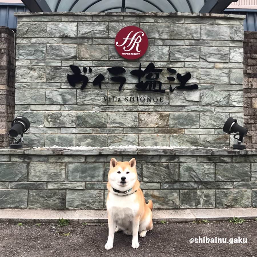 Kazumi-Gakumamaさんのインスタグラム写真 - (Kazumi-GakumamaInstagram)「香川県高松市中心街から車で一時間ほどの 塩江温泉(しおのえおんせん)♨️ *  少し奥まった、内場ダム湖の湖畔にあるリゾートホテル「ヴィラ塩江」に今年3月下旬、岳と一緒に宿泊しました‼︎ *  このヴィラ塩江は、目の前に湖が広がり、自然を満喫しながら温泉を楽しめます🧖‍♀️ *  ヴィラ塩江はペットと一緒に宿泊出来る専用フロアがあり、トイレシートや消臭剤はもちろん専用ケージも完備されています🐕 *  お部屋はとても清潔で匂いも全く気になりませんでした🏨 *  散歩から帰ると、ペット専用出入口には足洗い用水入りバケツ、足拭きタオルが‼︎ だから荷物も少なくてOK🙆‍♀️ *  女性に嬉しい選べる浴衣サービスもあります👘 *  一番感動したのは、お料理🍽 正直、こんな遠隔の地で最初全く期待してなかったのですが、どれもオシャレでしかもめちゃ旨👍 あまりの美味しさに感動しました➰😍 *  また違った季節に是非岳と訪れたいと思います(^^) *  ここおススメですよー！ *  写真&動画全部で10枚あり〼 スワイプしてね~☞Please swipe 🐾----*----*----*----🐾 I went to a hot spring hotel in Shikoku with my dog ​​Gaku🐕♨️🧖‍♀️ The food was delicious and very nice🍽👍😋 🐾----*----*----*----🐾 #柴犬 #岳 #柴犬岳 #柴犬ガク#gaku #shibainugaku #shiba #shibainu #shibastagram #pecoいぬ部 #ペコいぬ部  #pecotv #いぬすたぐらむ #ふわもこ部 #ワンフルエンサー #ハイパーリゾート#ヴィラ塩江 #ハイパーリゾートヴィラ塩江 #20190516」5月16日 0時36分 - shibainu.gaku