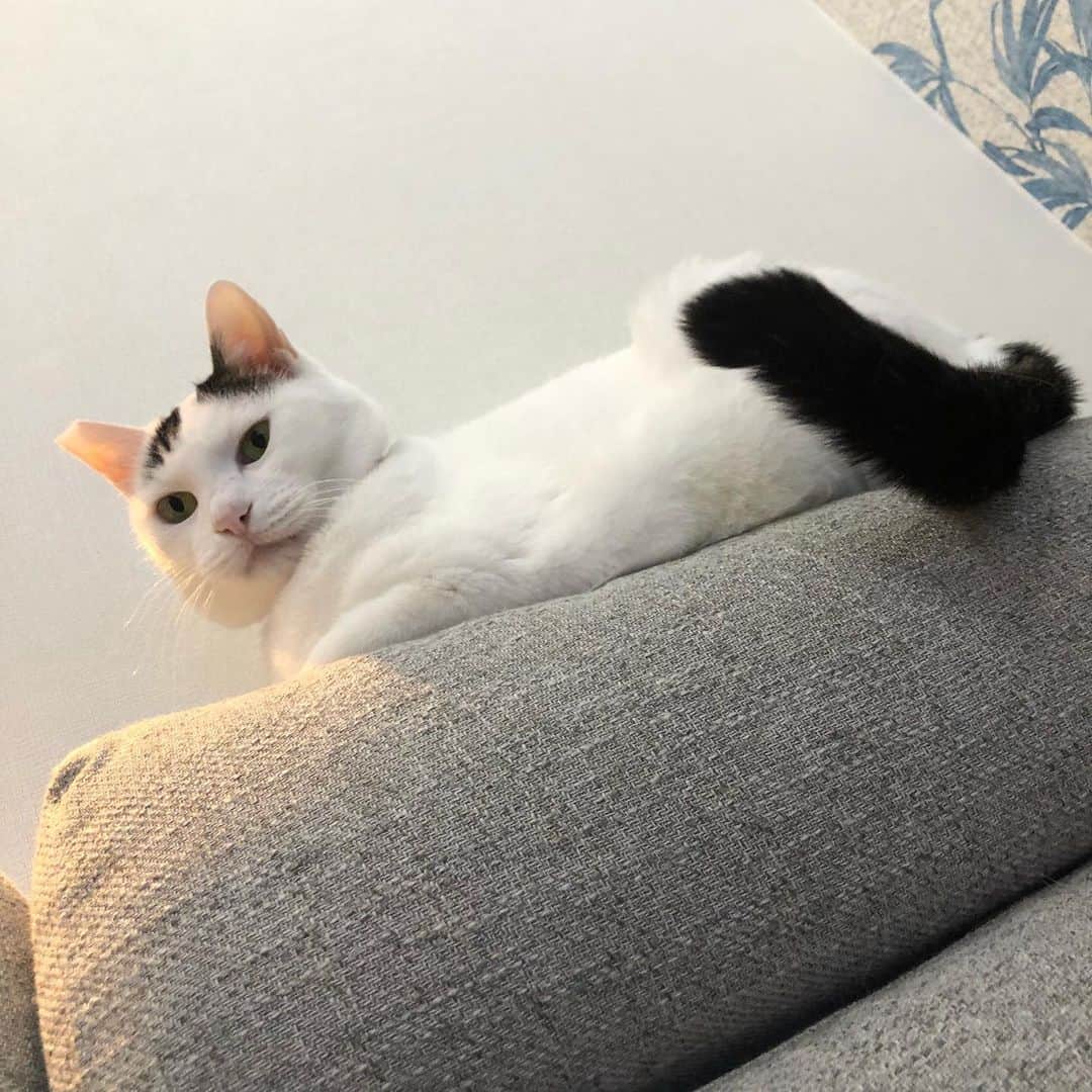 Siznaのインスタグラム：「#dura #cat #づら #猫 #sizna #雑種 #元地域猫 #ヅラ #ヅラ猫 #ヅラ猫部 #にゃんスタグラム #猫変態を増やそうの会 #づら様 #みおろすねこ」