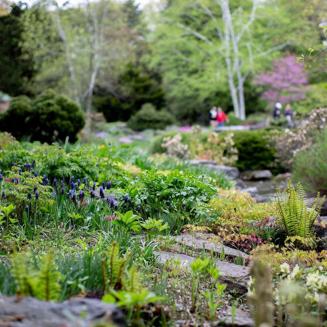ニューヨーク植物園さんのインスタグラム写真 - (ニューヨーク植物園Instagram)「The Rock Garden in spring is a quiet, secluded gem at NYBG where you can discover many varieties of alpine flowers and foliage. Can you spot the golden scaled fern (#Dryopterisaffinis), broad-leaved grape-hyacinth (#Muscarilatifolium), and 'Little Beauty' tulips (#Tulipa) growing here? #plantlove」5月16日 0時53分 - nybg