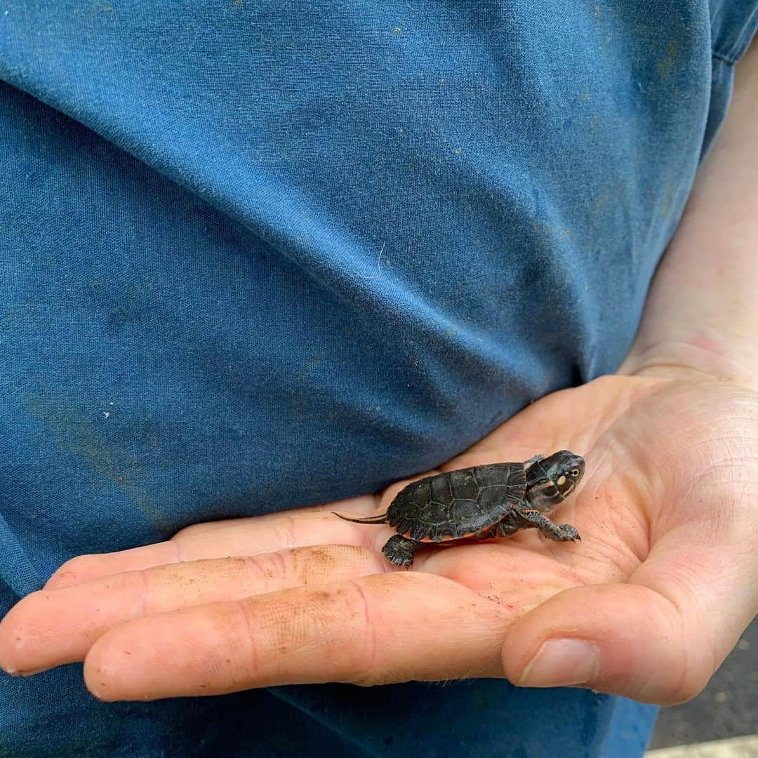 スミソニアン国立動物園さんのインスタグラム写真 - (スミソニアン国立動物園Instagram)「🐢 🧹Lemur Island is home to more than just lemurs! Once a year, primate keepers drain the surrounding moat for spring cleaning. In the process, they count and assess the box turtles, painted turtles, red-eared sliders and yellow-bellied sliders that share the lemurs’ habitat.  This year, the grand total was…🥁*drumroll*…120 turtles! 🤯 Check them out during your next visit—and don’t miss the lemur keeper talk at 2 p.m. daily! 👋 MEET OUR ANIMALS: http://s.si.edu/2h3CN1W.」5月16日 0時58分 - smithsonianzoo