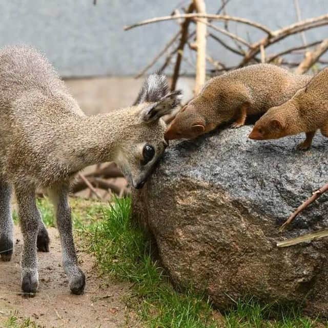San Diego Zooさんのインスタグラム写真 - (San Diego ZooInstagram)「Our love for this budding friendship between the Kopje kids is dwarfed only by the fact that both of these species are dwarfs! Standing 20 in. (50 cm.) to the shoulder, klipspringers are a type of dwarf antelope, and they share a space with dwarf mongoose aka the smallest carnivore in Africa. #KopjeKids #sdzooAfricaRocks #sandiegozoo #smolanimals 📷 Shelley Weiss」5月16日 1時06分 - sandiegozoo