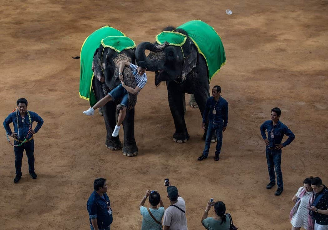 ナショナルジオグラフィックさんのインスタグラム写真 - (ナショナルジオグラフィックInstagram)「Photos by Kirsten Luce @kirstenluce | “Wildlife tourism isn’t new, but social media is setting the industry ablaze, turning encounters with exotic animals into photo-driven bucket-list toppers. Activities once publicized mostly in guidebooks now are shared instantly with multitudes of people by selfie-taking backpackers, tourbus travelers, and social media "influencers" through a tap on their phone screens,” writes Natasha Daly. Taking photos with elephants in Thailand is increasingly popular. Here we see a bride and groom in Phuket, tourists posing after a performance in Pattaya, and personal photo shoots at upscale hotels and resorts in Chiang Mai and Chiang Rai.  While these scenes might appear benign, it’s important to understand the training that goes into these encounters: In order for elephants to be docile enough to interact with tourists, the vast majority are separated early from their mothers and trained using fear-based methods that involve metal instruments like the bullhook.  For the June 2019 issue of National Geographic, writer @natashaldaly and I traveled the world to learn about wildlife tourism and the suffering that goes on behind the scenes. Our intention is not to shame tourists who have had these encounters but to arm our readers with information that will help them identify potentially abusive situations for animals. To learn more, read the story at natgeo.com/wildlifetourism and follow @wildlife_friends_foundation, a nonprofit that works on the ground to help animals in the tourism industry in Thailand.」5月16日 1時10分 - natgeo