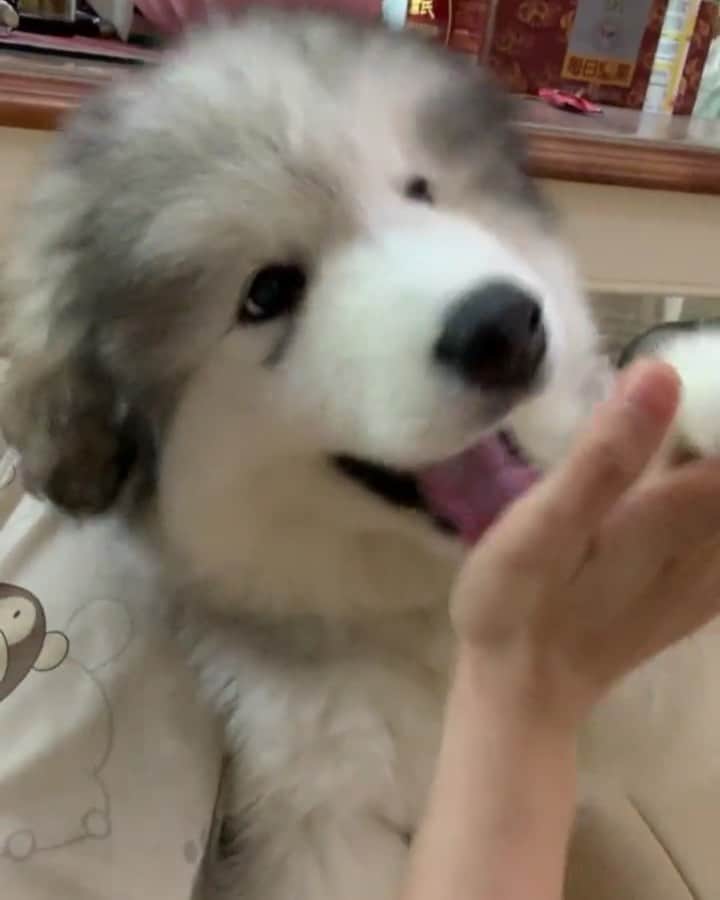 husky and malamuteのインスタグラム：「Give me fine.😉😉😙 follow @alaskandaily （Twitter：alaskandaily）for more cute pic and video.😜 ……………………………………………………………… Each video was approved by the original author. But  don't have a Instagram account. We are first one post those video. So watermark credit @alaskandaily ……………………………………………………………… #alaskan#malamute#alaskanmalamute#alaskanhusky#malamutesofinstagram#puppylife#puppylove#puppydog#puppylover#dogdays#malamutepuppy#huskies#huskeypuppy#huskeiesreq#siberian#huskeiesofig#dogslife#dogsofnyc#cutedog#cutedogs#huskeypics#huskeylovers#huskygram#huskeylove#huskiesofinstagram#dogsofnyc#husky#狗」