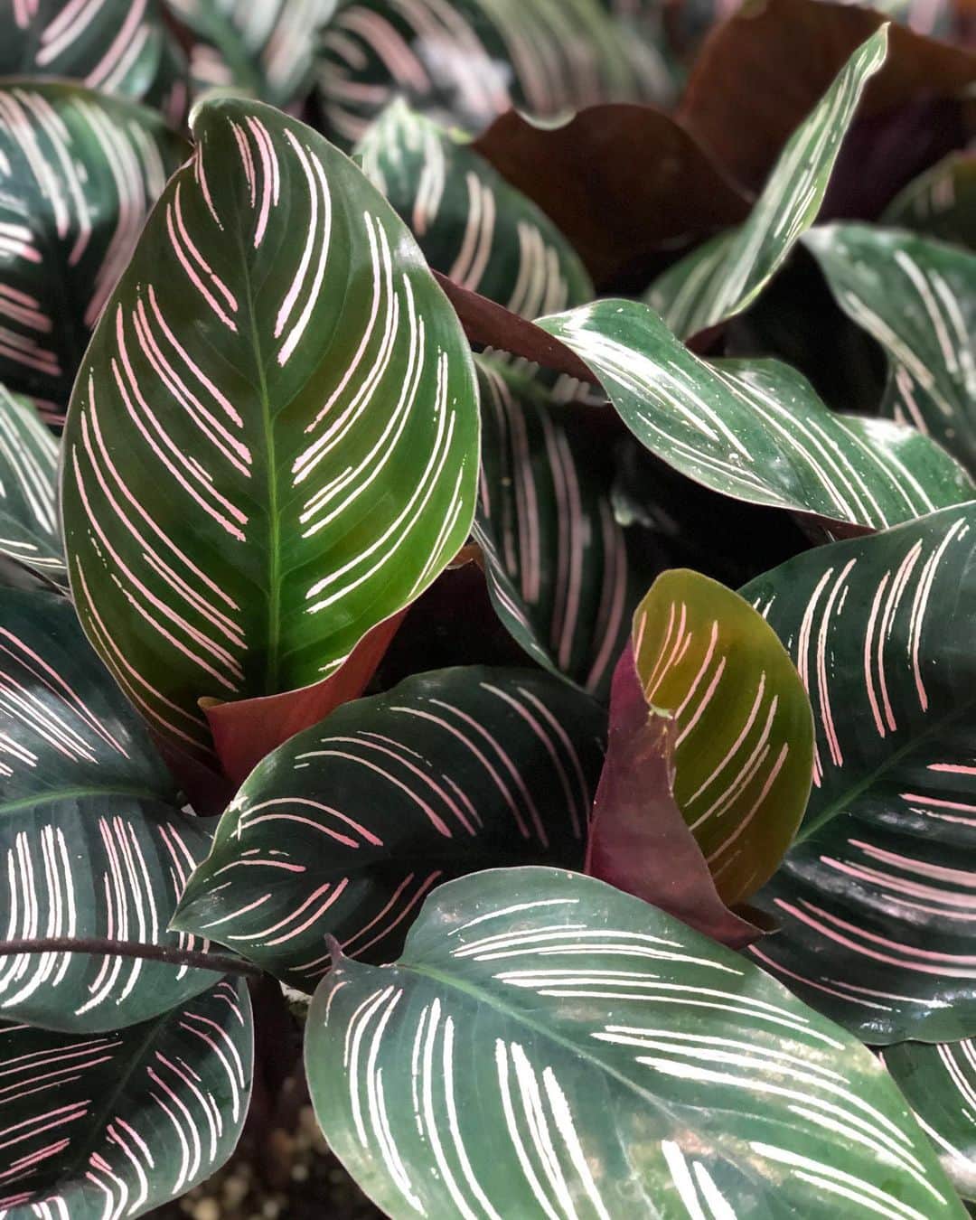 The Louunのインスタグラム：「Thank your for waiting #calatheaornata #calathea #pinstripe #pink will be back in the shop in 1 hour finally!!!!! 💕😊💕😊💕」