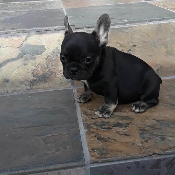 Oprahnbooのインスタグラム：「Black and tan male.  #frenchiesofinstagram #dogsoftheday #10weeksold #dogiftheworld #male #lookingforlove #pleaseshare #tag #likeit #loveit」