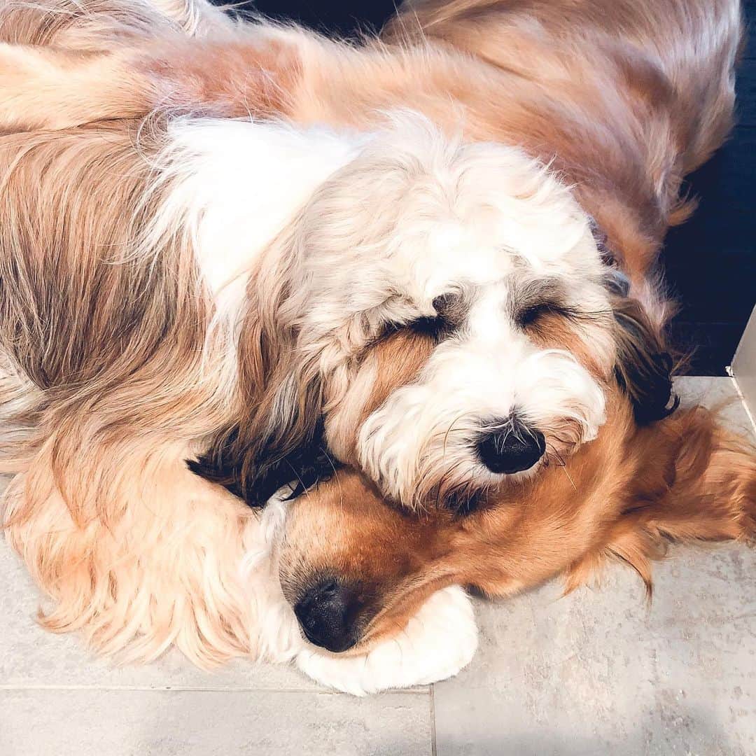 Buddy Boo Blueさんのインスタグラム写真 - (Buddy Boo BlueInstagram)「Major cuddling session in progress. Do not disturb. (Reality: Benny inserted himself here, taking advantage of Bluebeary’s golden personality.)」5月16日 1時59分 - buddyboowaggytails
