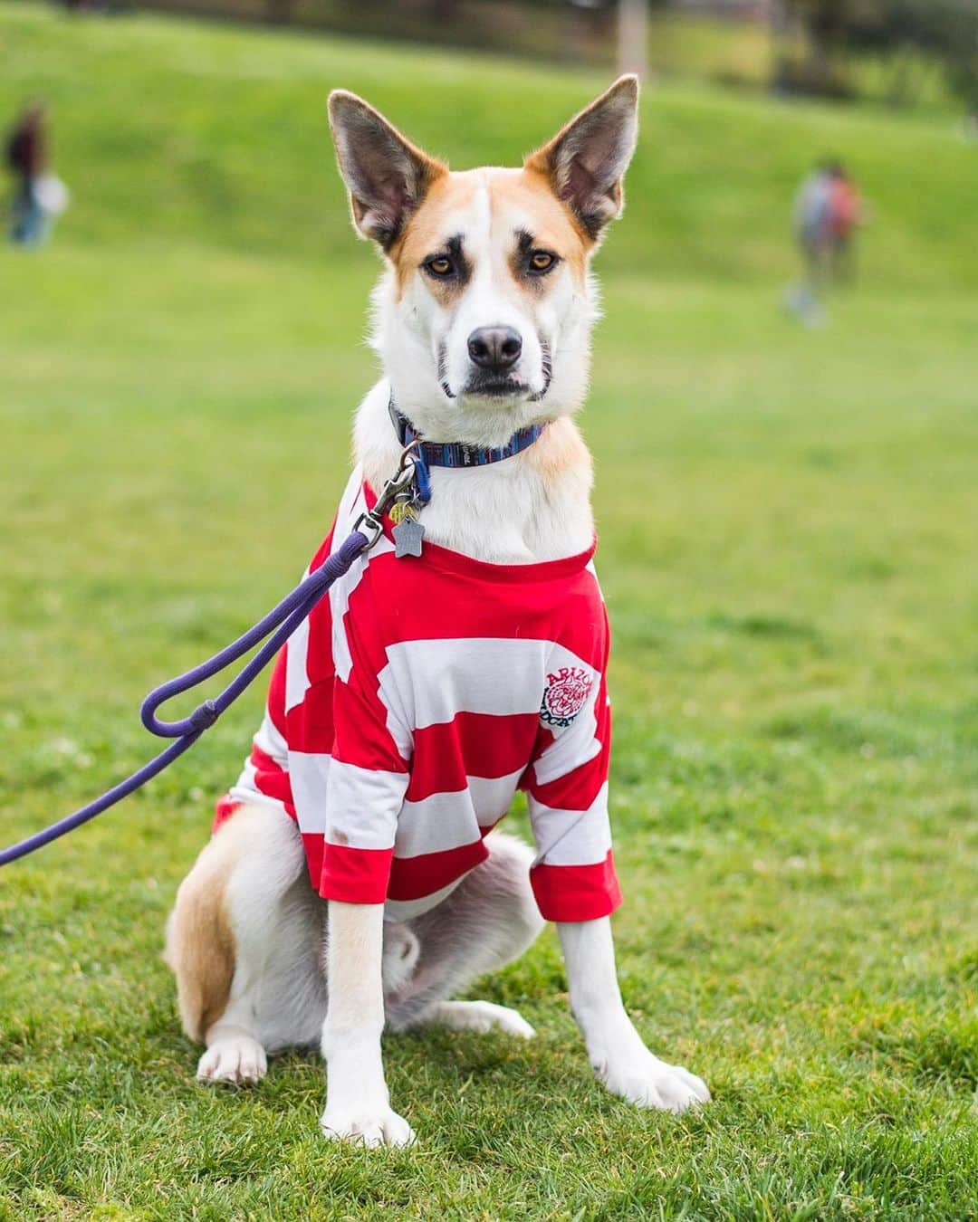 The Dogistさんのインスタグラム写真 - (The DogistInstagram)「Rudy, German Shepherd mix (16 m/o), Mission Dolores Park, San Francisco, CA • “He’s German Shepherd and a lot of other stuff.”」5月16日 2時04分 - thedogist