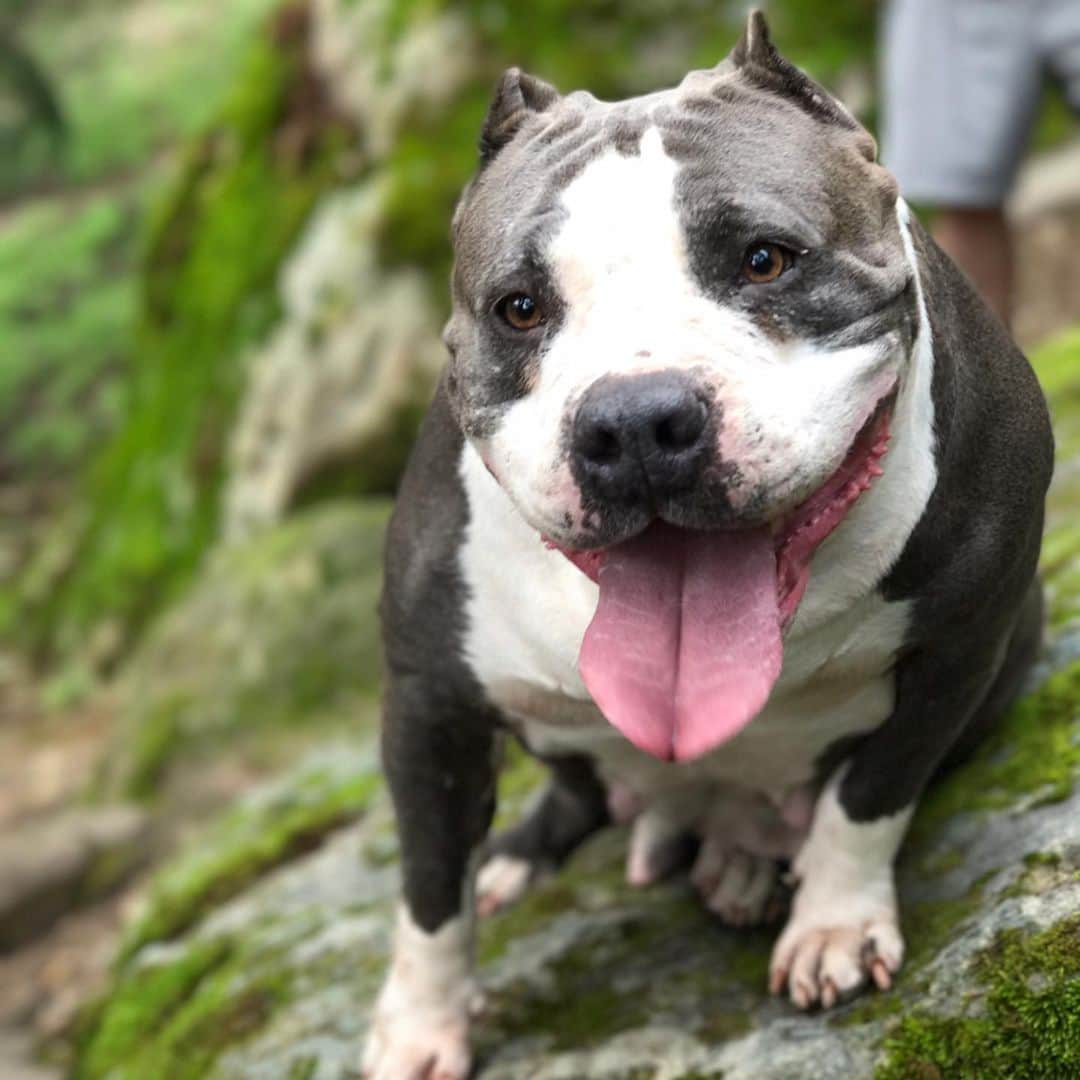 STYLISH ANIMALSのインスタグラム：「It’s always a Happy Mother’s Day to my grandma C-weed ❤️ who took care of me as a puppy and developed breast milk to feed me even though I was not her child, who protects me from my butthole daddy who sometimes picks on me and who was always there to be my snuggle buddy and playmate for life. Love you grandma C-weed ☺️」