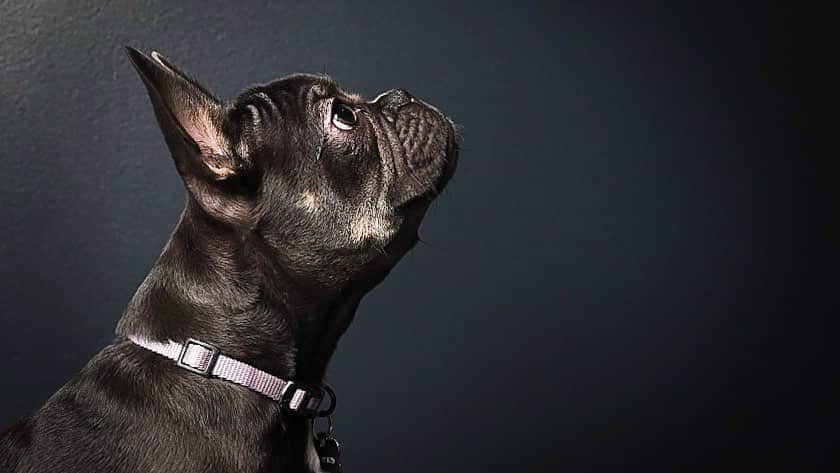 NikonUSAさんのインスタグラム写真 - (NikonUSAInstagram)「The 24.5-megapixel sensor in the #NikonZ6 delivers superb image and color quality so you can capture your best friend’s good side. It’s enough to make your tail wag. What are you photographing with the Z 6? Photo by @apauphoto. #PetPhotography #Dogs #DogsofInstagram #PuppiesofInstagram」5月16日 2時33分 - nikonusa