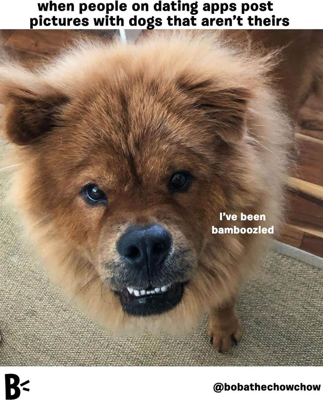 BarkBoxさんのインスタグラム写真 - (BarkBoxInstagram)「This should be punishable in a court of law! #dogfished⠀ ⠀  @bobathechowchow」5月16日 3時05分 - barkbox