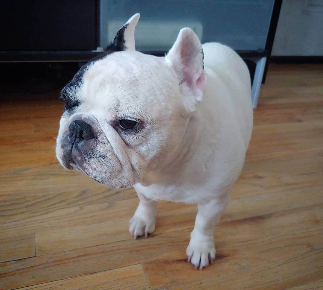 Manny The Frenchieのインスタグラム：「Alright, you got me outta bed on hump day...entertain me. 😒」